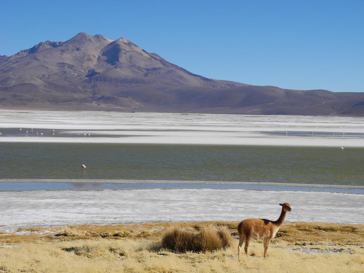 Hostal Vientos Del Altiplano Putre Exteriör bild